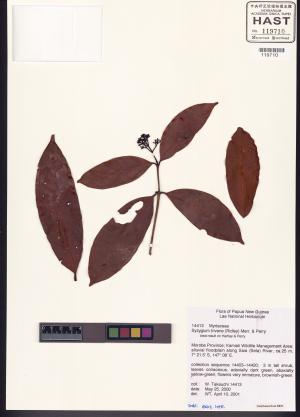<a href="https://brmas.openmuseum.tw/muse/digi_object/e2bb1b23cb5dca9b9c4e397a8067fd88" target="_blank">赤楠屬／中央研究院生物多樣性研究博物館植物標本館 (HAST)</a>