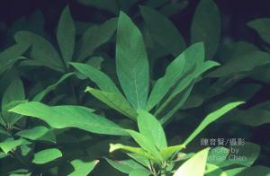 <a href="https://taieol.tw/muse/digi_object/001580334059cac54fffbcb64aebeb93" target="_blank">三蕊楠／By：陳育賢／臺灣物種名錄(TaiCOL)</a>