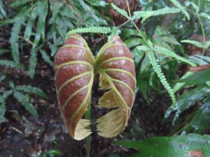 <a href="https://taieol.tw/muse/digi_object/011cce69d5f042a0e780348569c9bf41" target="_blank">雙扇蕨／By：naturalist14740／iNaturalist</a>