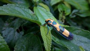 <a href="https://taieol.tw/muse/digi_object/5540bbddce4b9dcc0a1d00bf73d65e63" target="_blank">閃光苔蛾／By：erickkao／iNaturalist</a>