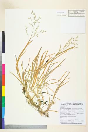 <a href="https://brmas.openmuseum.tw/muse/digi_object/e2e2b8d6664a64e1574126f9d8de341d" target="_blank">早熟禾／中央研究院生物多樣性研究博物館植物標本館 (HAST)</a>