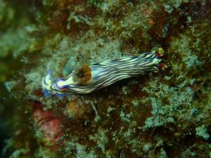 P7120244 Hypselodoris zephyra