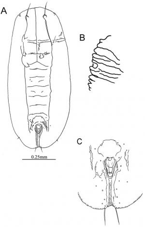 Bemisia giffardi  (Kotinsky, 1907)  姬伯粉蝨