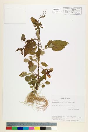 <a href="https://brmas.openmuseum.tw/muse/digi_object/e31793b61180de5e448695aa0db5f4c2" target="_blank">茯苓菜／中央研究院生物多樣性研究博物館植物標本館 (HAST)</a>