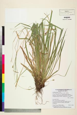 <a href="https://brmas.openmuseum.tw/muse/digi_object/e320bbe448c5faeaeaf7eff3c9d2810e" target="_blank">側序薹 (台北薹、銳果薹)／中央研究院生物多樣性研究博物館植物標本館 (HAST)</a>