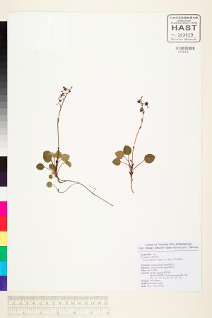 <a href="https://brmas.openmuseum.tw/muse/digi_object/e3453d4bbca3c7d92417ca294c142d49" target="_blank">日本鹿蹄草／中央研究院生物多樣性研究博物館植物標本館 (HAST)</a>