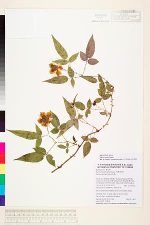 <a href="https://brmas.openmuseum.tw/muse/digi_object/e35ecf474244cbb510aadebda77253e7" target="_blank">紅狹葉懸鉤子／中央研究院生物多樣性研究博物館植物標本館 (HAST)</a>
