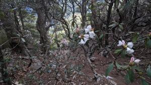 <a href="https://taieol.tw/muse/digi_object/f72ab1453510ff7f4115fce4ba02a330" target="_blank">玉山杜鵑／By：chengte／iNaturalist</a>