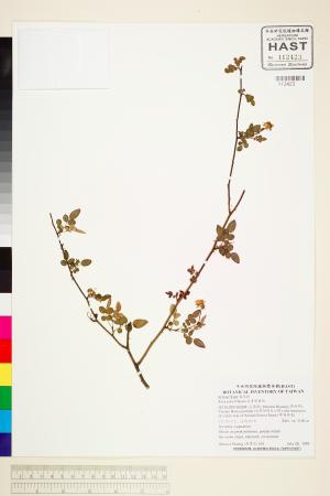 <a href="https://brmas.openmuseum.tw/muse/digi_object/e36855491ef22b2c44675de61a0c2e14" target="_blank">太魯閣薔薇／中央研究院生物多樣性研究博物館植物標本館 (HAST)</a>