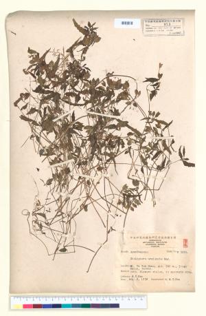 <a href="https://brmas.openmuseum.tw/muse/digi_object/e382f7ddd7ff2d4da6397f2c6f4f7768" target="_blank">華九頭獅子草屬／中央研究院生物多樣性研究博物館植物標本館 (HAST)</a>