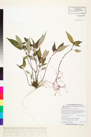 <a href="https://brmas.openmuseum.tw/muse/digi_object/e387eda8c638ac841f56784fdb2a3c58" target="_blank">早田氏蛇根草／中央研究院生物多樣性研究博物館植物標本館 (HAST)</a>