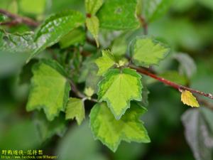 <a href="https://taieol.tw/muse/digi_object/089db208c7cbba4183cdd9c244100366" target="_blank">梵天花／By：kinmatsu／iNaturalist</a>