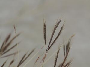 <a href="https://taieol.tw/muse/digi_object/012f44bf146b7c81d304e4e0eb2a780c" target="_blank">雙花草／By：doggy0406／iNaturalist</a>