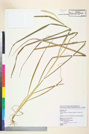 <a href="https://brmas.openmuseum.tw/muse/digi_object/e3af13fe4a7780eb3b3077fce631cf38" target="_blank">褐毛狗尾草／中央研究院生物多樣性研究博物館植物標本館 (HAST)</a>