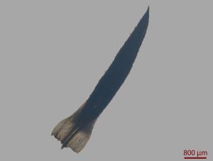 <a href="https://taieol.tw/muse/digi_object/f55e1623880a0c3c1a13996d62f34e3e" target="_blank">疣小金髮苔／By：姚奎宇／太魯閣國家公園管理處</a>