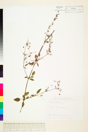 <a href="https://brmas.openmuseum.tw/muse/digi_object/e3b185ae2530eca79bd16b7d774cda6a" target="_blank">肉豆蔻／中央研究院生物多樣性研究博物館植物標本館 (HAST)</a>