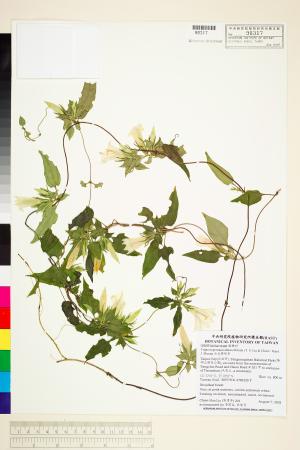 <a href="https://brmas.openmuseum.tw/muse/digi_object/e3b43d356bcbd23f9c97ea881b33db87" target="_blank">台北肺形草／中央研究院生物多樣性研究博物館植物標本館 (HAST)</a>