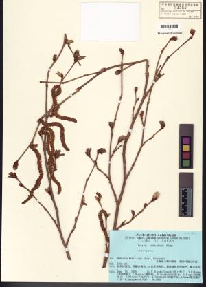 <a href="https://brmas.openmuseum.tw/muse/digi_object/e3bb6d7fcd70ec620d185145e46db4da" target="_blank">榛屬／中央研究院生物多樣性研究博物館植物標本館 (HAST)</a>