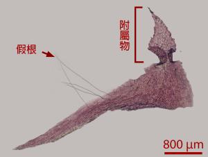 <a href="https://taieol.tw/muse/digi_object/7a4c2bed69e7241b7cf2d1256ac579ac" target="_blank">Marchantia paleacea／By：姚奎宇／太魯閣國家公園管理處</a>