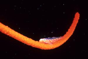 <a href="https://fishdb.sinica.edu.tw/muse/digi_object/2443ea971cd92ea1f89e3a2b31b80803" target="_blank">Bryaninops yongei@fishdb-media-4／蔡永春</a>