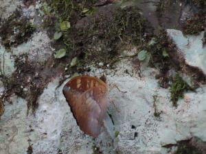 <a href="https://taieol.tw/muse/digi_object/5d7880b826fc9031a7d9424330da5a5a" target="_blank">瑙蛺蝶／By：naturalist14740／iNaturalist</a>