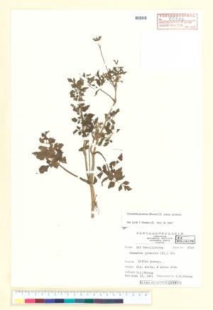 <a href="https://brmas.openmuseum.tw/muse/digi_object/e3f465608e91beef70e1f1712e6c4ff8" target="_blank">水芹菜／中央研究院生物多樣性研究博物館植物標本館 (HAST)</a>