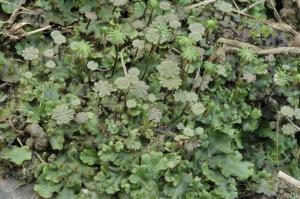 Marchantia polymorpha L. 生態照