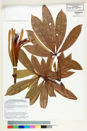 <a href="https://brmas.openmuseum.tw/muse/digi_object/e41d451095088ff099cbbb1a1a549e6b" target="_blank">瓜栗／中央研究院生物多樣性研究博物館植物標本館 (HAST)</a>
