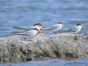 <a href="https://taieol.tw/muse/digi_object/c06b6bbe6cd8cc794790ad1606276dce" target="_blank">小燕鷗／By：rururubisco／iNaturalist</a>
