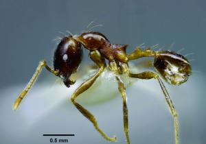 多樣擬大頭家蟻
