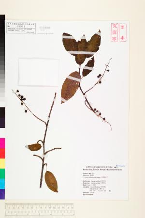<a href="https://brmas.openmuseum.tw/muse/digi_object/e4328c2da30e7f7f027d38aaaf912f1b" target="_blank">台灣稠李／中央研究院生物多樣性研究博物館植物標本館 (HAST)</a>