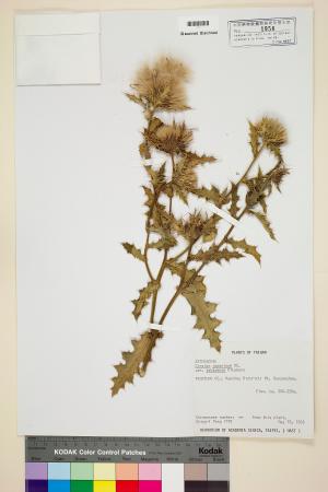 <a href="https://brmas.openmuseum.tw/muse/digi_object/e43dfa82060c0843a4ce4feb11fac8eb" target="_blank">白花小薊／中央研究院生物多樣性研究博物館植物標本館 (HAST)</a>