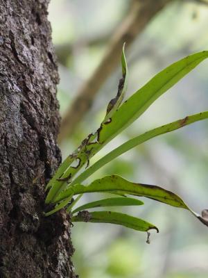 <a href="https://taieol.tw/muse/digi_object/b2ef93a3159aae097e52ea424512feb2" target="_blank">星蕨／By：leaf0605／iNaturalist</a>