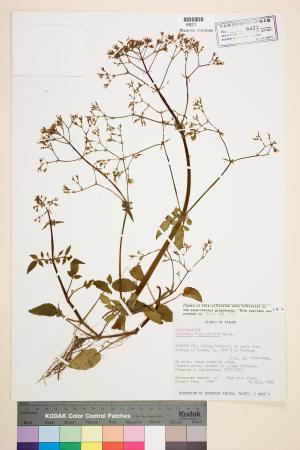 <a href="https://brmas.openmuseum.tw/muse/digi_object/e451a995e8f8d3fde00ef2270ad50861" target="_blank">嫩莖纈草／中央研究院生物多樣性研究博物館植物標本館 (HAST)</a>