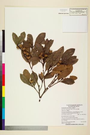 <a href="https://brmas.openmuseum.tw/muse/digi_object/e45723337552ffe8a4655c2036746979" target="_blank">蚊母樹／中央研究院生物多樣性研究博物館植物標本館 (HAST)</a>
