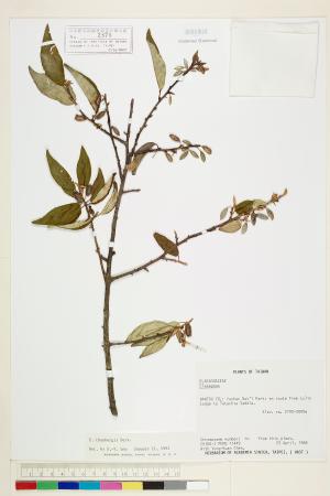 <a href="https://brmas.openmuseum.tw/muse/digi_object/e45f2fae82abd5e5090a138cde956ce1" target="_blank">鄧氏胡頹子／中央研究院生物多樣性研究博物館植物標本館 (HAST)</a>