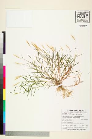 <a href="https://brmas.openmuseum.tw/muse/digi_object/e465465a809ca377933b1f555075bb2c" target="_blank">金絲草／中央研究院生物多樣性研究博物館植物標本館 (HAST)</a>