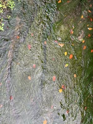 <a href="https://taieol.tw/muse/digi_object/1e236d45cac5f2d586f036b6ed08f933" target="_blank">馬藻／By：shin-ming_ku／iNaturalist</a>