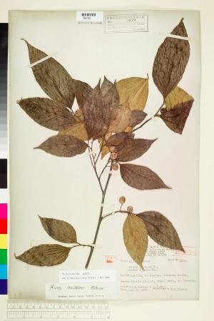 <a href="https://brmas.openmuseum.tw/muse/digi_object/e47d0369ef4e50b7850d0a6bfab2b7ec" target="_blank">澀葉榕／中央研究院生物多樣性研究博物館植物標本館 (HAST)</a>