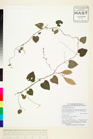 <a href="https://brmas.openmuseum.tw/muse/digi_object/e4ada8ac201cbced1b52fefed670de8e" target="_blank">土防己／中央研究院生物多樣性研究博物館植物標本館 (HAST)</a>