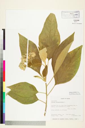 <a href="https://brmas.openmuseum.tw/muse/digi_object/e4d868d4791199e9faa598acc9c3800c" target="_blank">山煙草（假煙葉樹）／中央研究院生物多樣性研究博物館植物標本館 (HAST)</a>