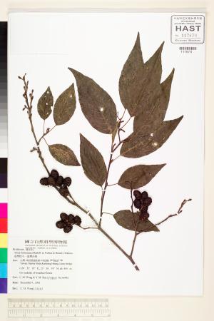 <a href="https://brmas.openmuseum.tw/muse/digi_object/e4de15e7d803e2393dd685c293a24e9d" target="_blank">台灣赤楊(台灣榿木)／中央研究院生物多樣性研究博物館植物標本館 (HAST)</a>