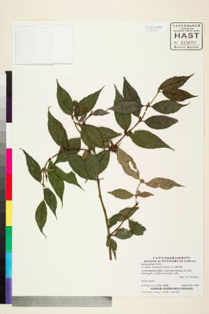 <a href="https://brmas.openmuseum.tw/muse/digi_object/e4fc6c0fd0348bb6c25b8b93ada40a1f" target="_blank">文山雞屎樹／中央研究院生物多樣性研究博物館植物標本館 (HAST)</a>