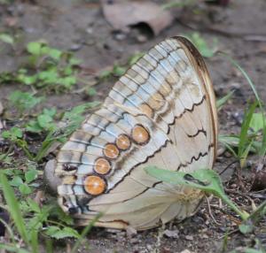 <a href="https://taieol.tw/muse/digi_object/7cf57cf7f2bcafb48ba1a8c762507dcb" target="_blank">箭環蝶／By：deerjacksonhu／iNaturalist</a>