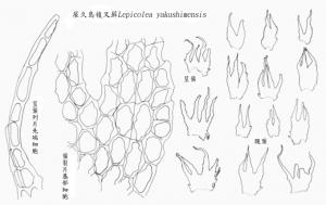 屋久島複叉蘚