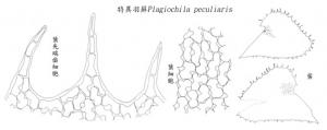 特異羽蘚