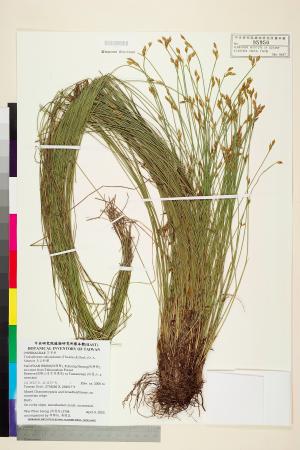 <a href="https://brmas.openmuseum.tw/muse/digi_object/e540f65b9667fd7d0ce69511decb73d5" target="_blank">玉山針藺／中央研究院生物多樣性研究博物館植物標本館 (HAST)</a>