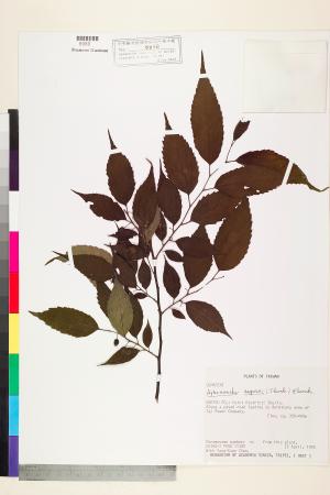 <a href="https://brmas.openmuseum.tw/muse/digi_object/e5493d8fd3febf31320bbebfedf6737c" target="_blank">糙葉樹／中央研究院生物多樣性研究博物館植物標本館 (HAST)</a>