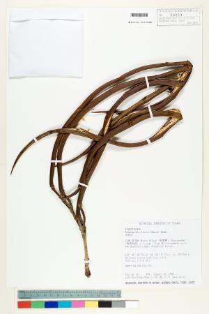 <a href="https://brmas.openmuseum.tw/muse/digi_object/e54aba1c44a85340de673b3518fb2103" target="_blank">山菜豆／中央研究院生物多樣性研究博物館植物標本館 (HAST)</a>