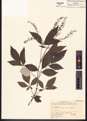 <a href="https://brmas.openmuseum.tw/muse/digi_object/e5577e45228dd52cc9bfc4108a1ac537" target="_blank">牡荊／中央研究院生物多樣性研究博物館植物標本館 (HAST)</a>